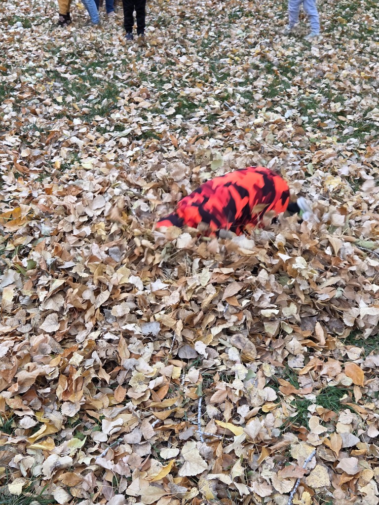 a boy jumping into a pile of leaves 