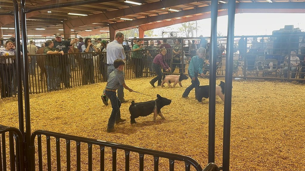 Congratulations to R. Jones and D. Mason on exhibiting their market pigs in Jacksonville today.  D. Mason placed first in his class  R. Jones placed 3rd in her class