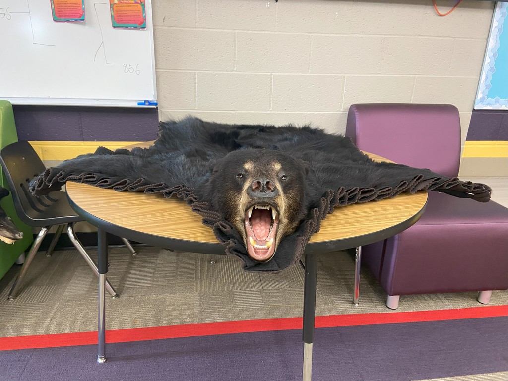 bear