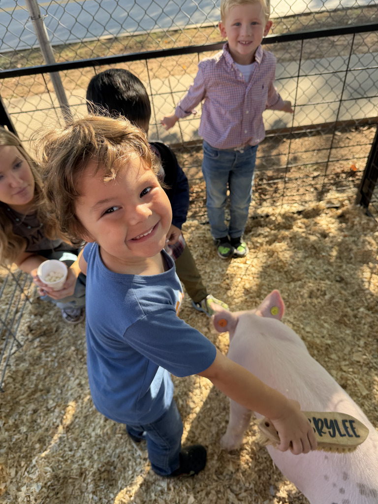 PreK student brushes a pig