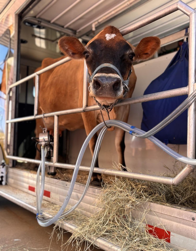 snazzy the cow 