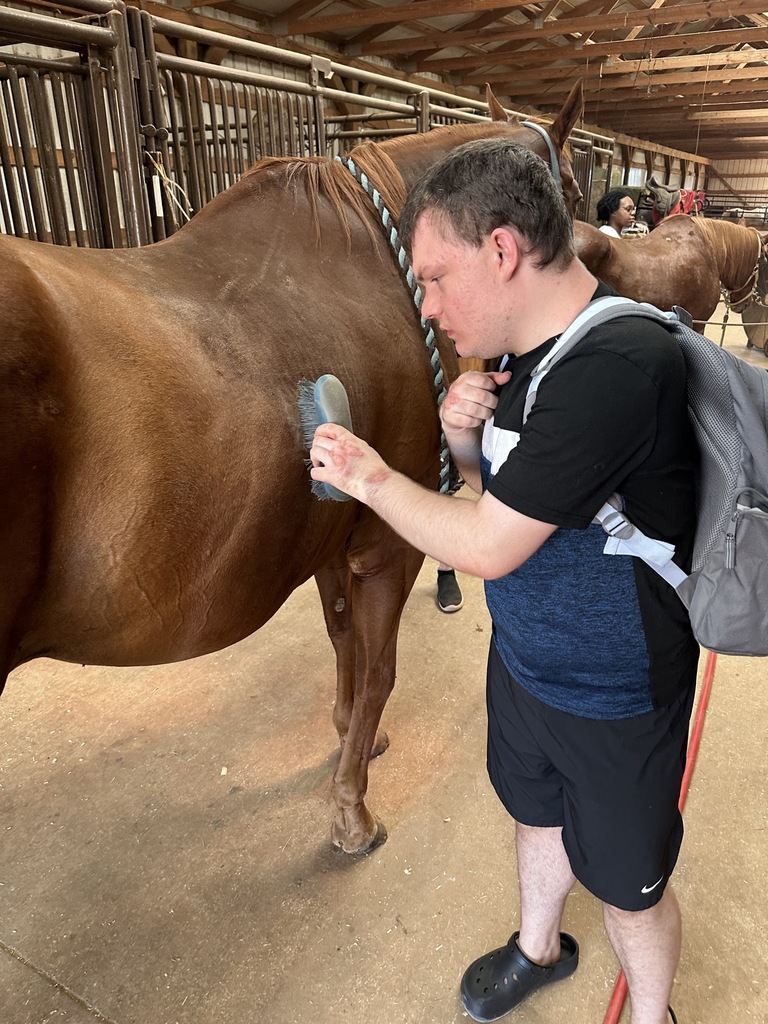 Intern brushing a horse