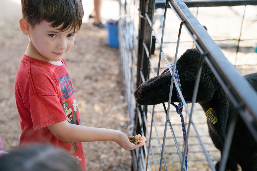 student feeding lamb