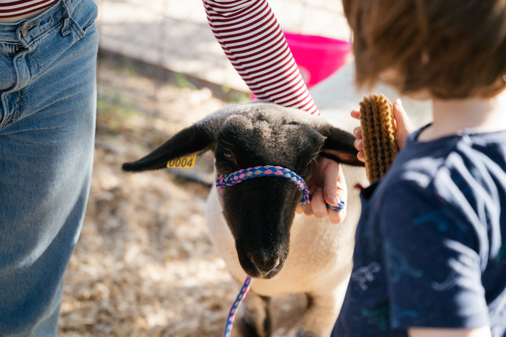 lamb being brushed