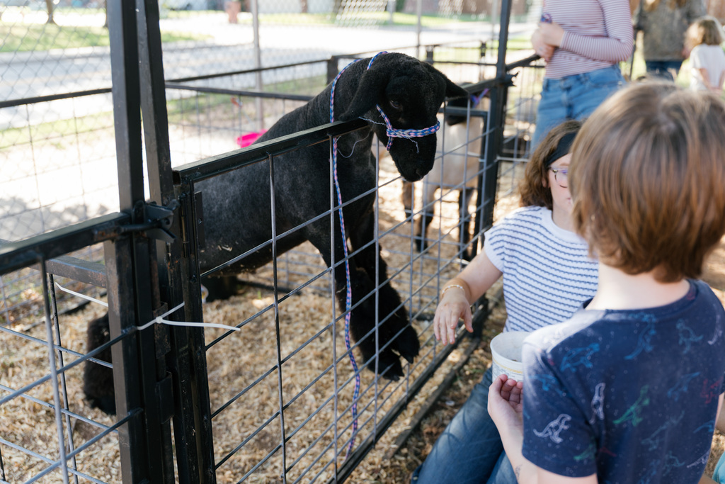 farm animal looking at students
