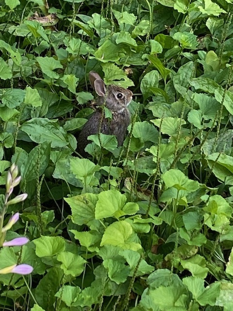 bunny in foliage