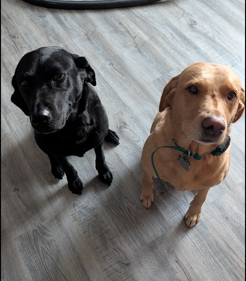 Two dogs
