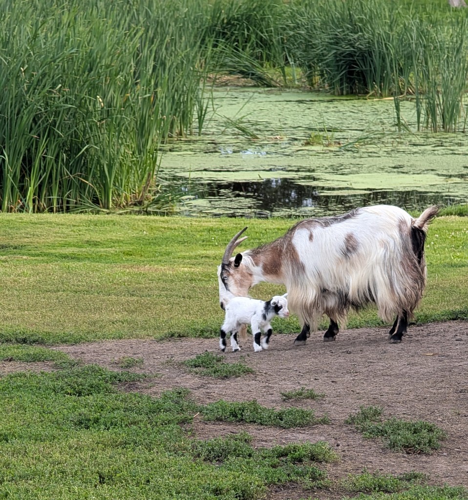 Goats in a field