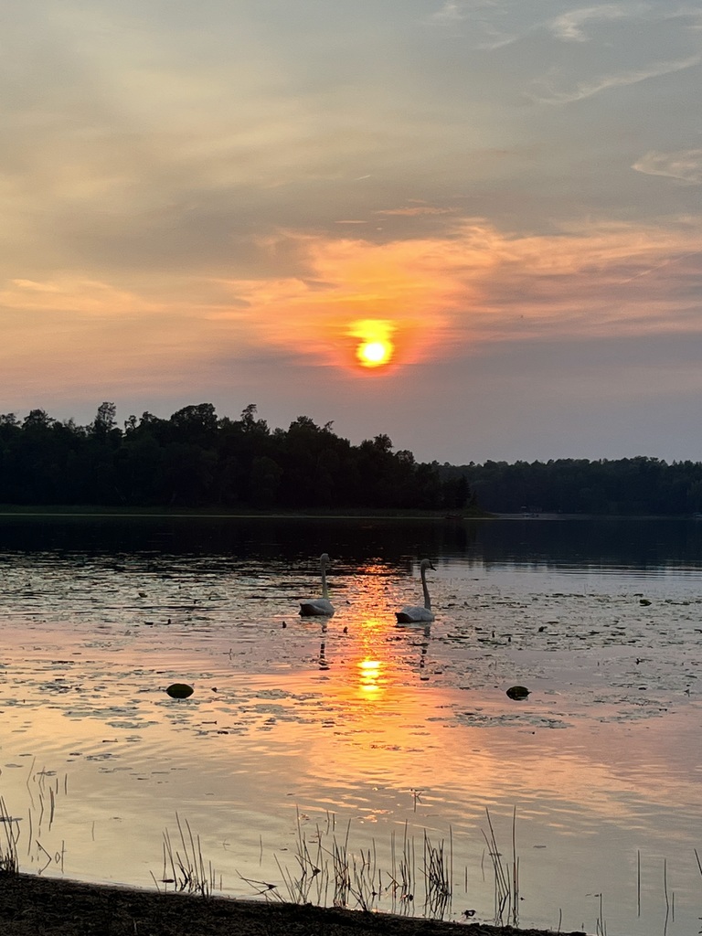 Sunset with swans in water