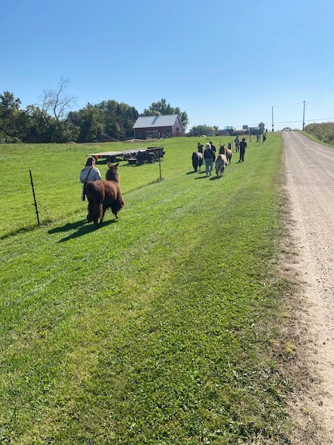 people walking llamas on the side of a dirt road