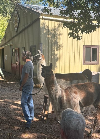 man holding the leashes of two llamas
