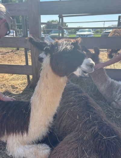 brown and cream llama 