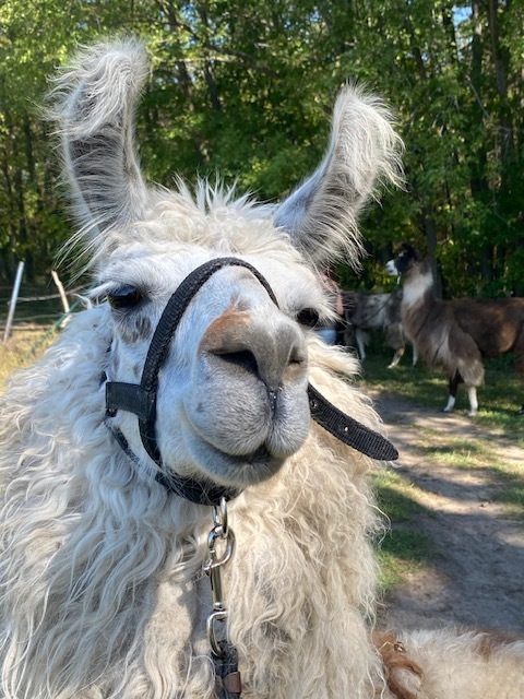 white llama, close up of face