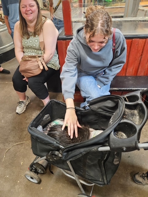 student petting a porcupine in a stroller