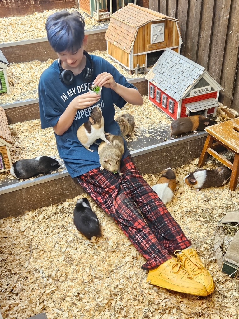 student feeding guinea pigs salad greens