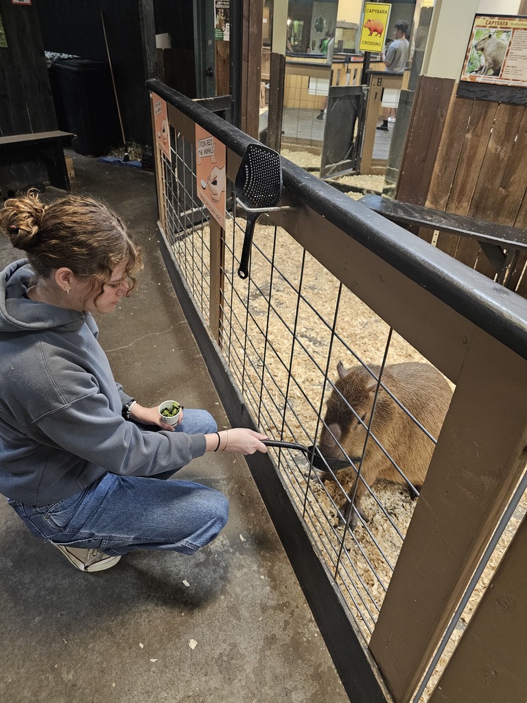 student feeding a capybara with a plastic spoon