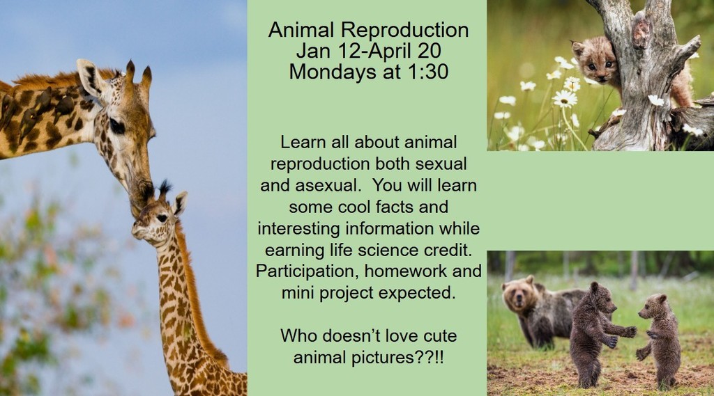 Animal repoduction seminar starting Monday, January 12th at 1:30 pm