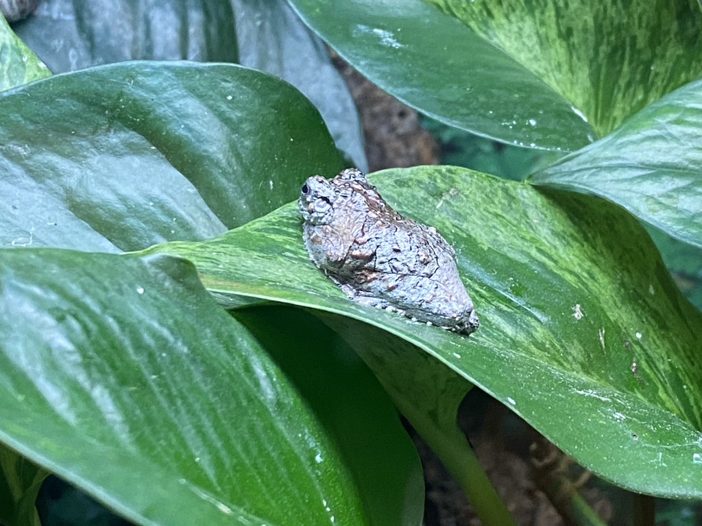 legless frog on a plant