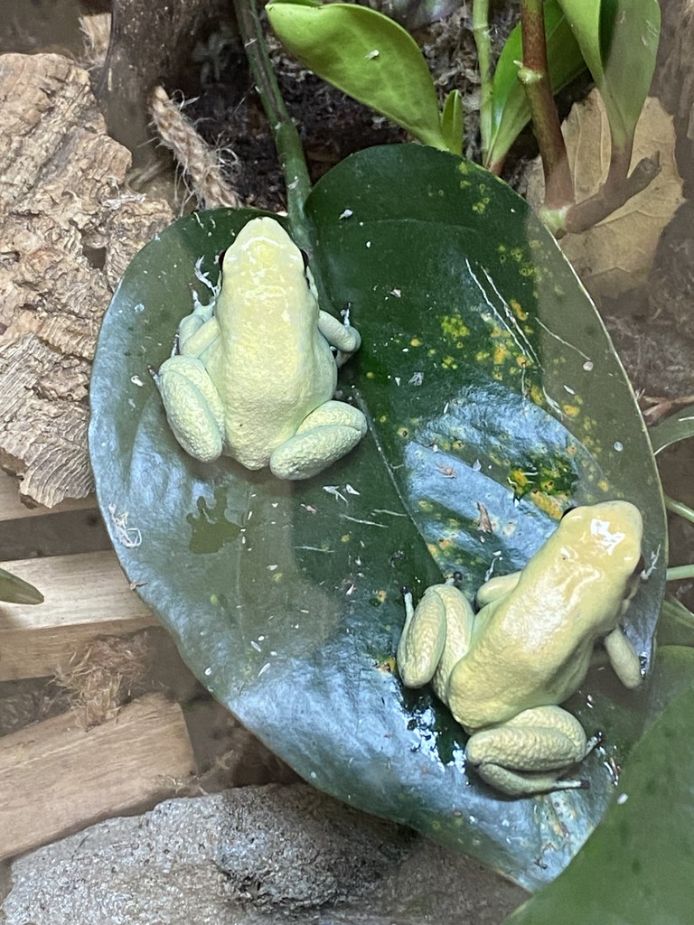 two frogs on a plant leaf
