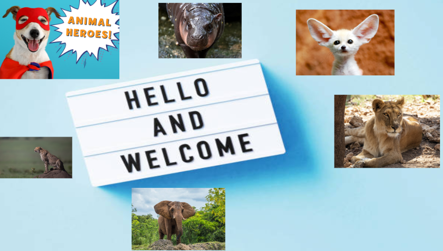 Hello and welcome, animals on the board