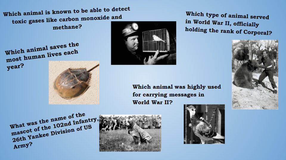 5 animal quiz questions and photos of animals