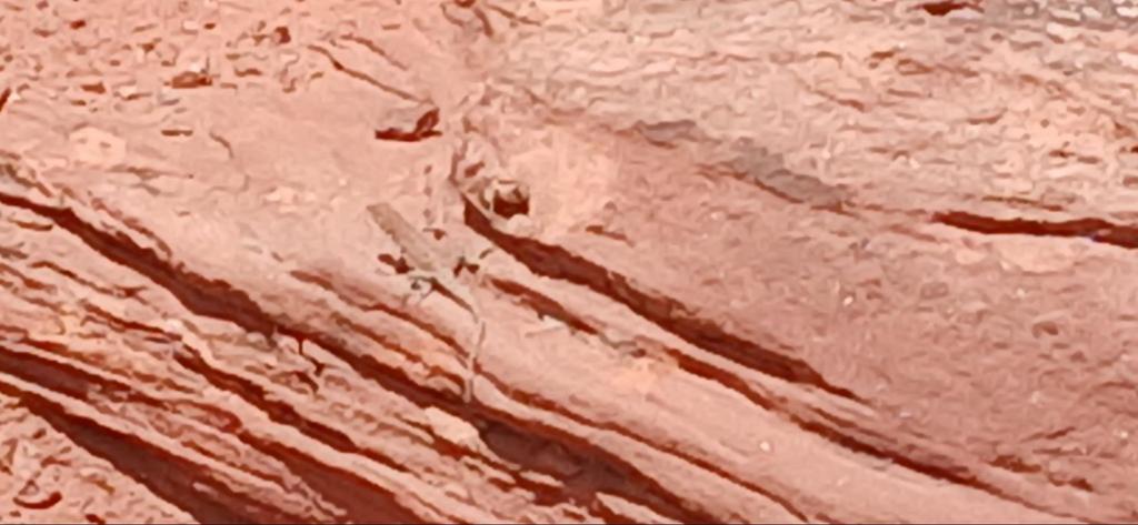 lizard on a rock