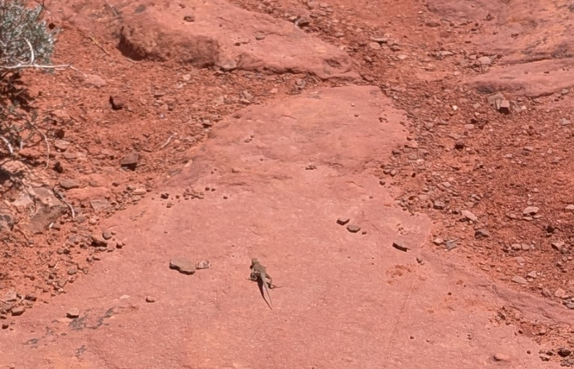 lizard in dirt