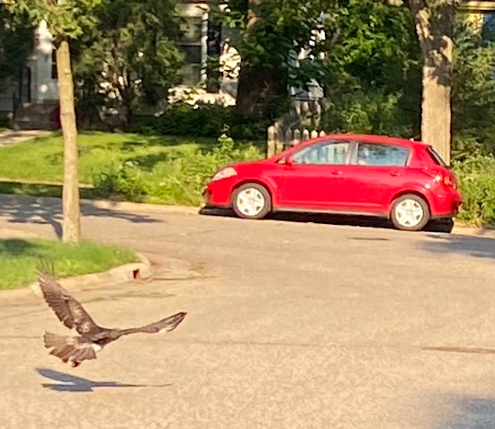 hawk in road by red car