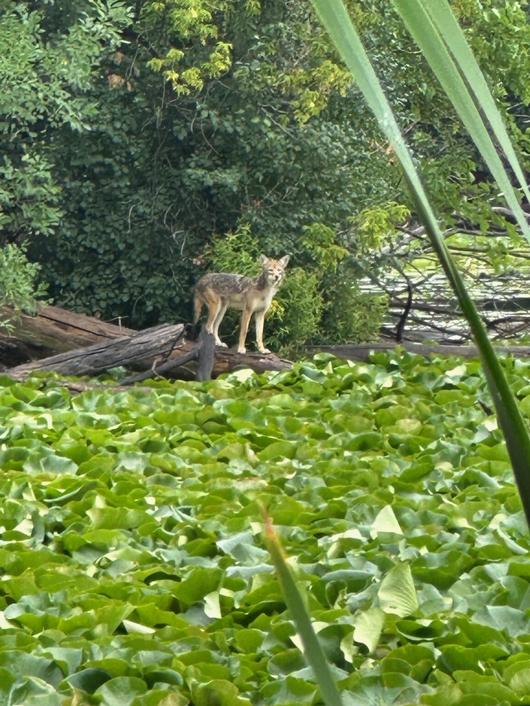 cayote in the forest