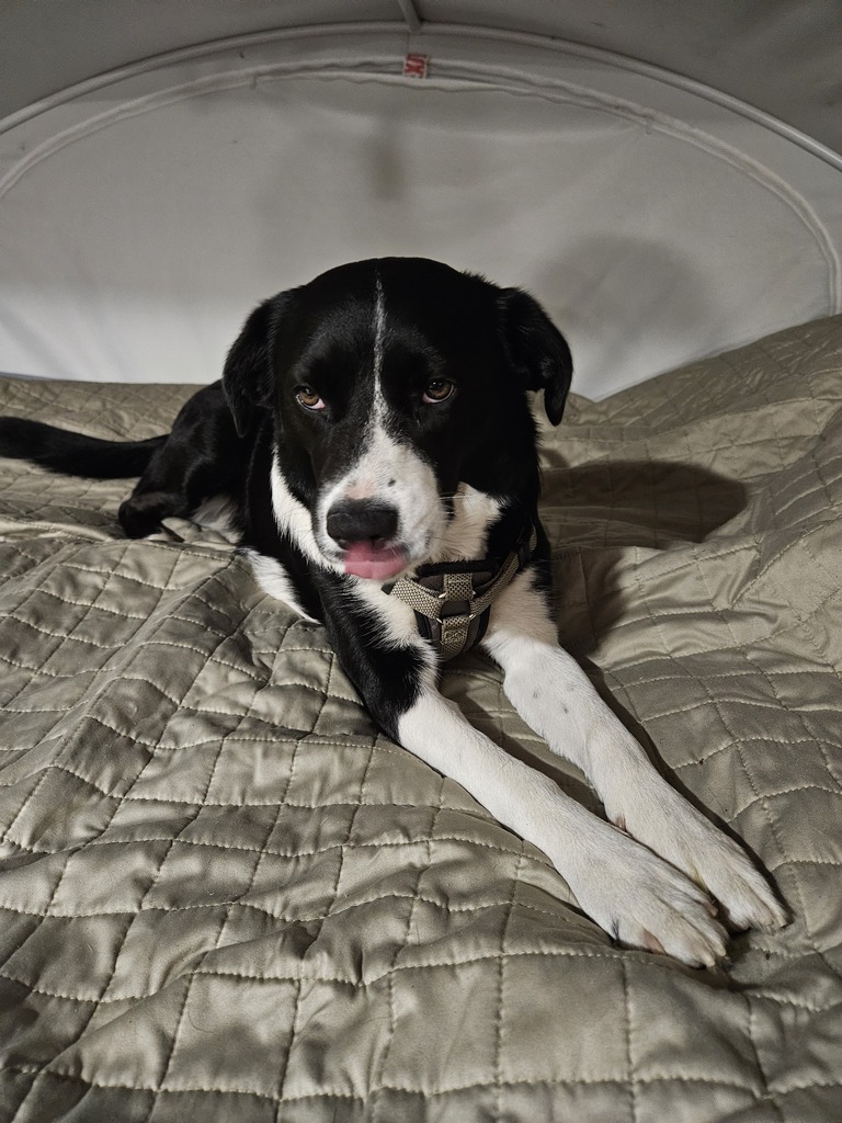 dog