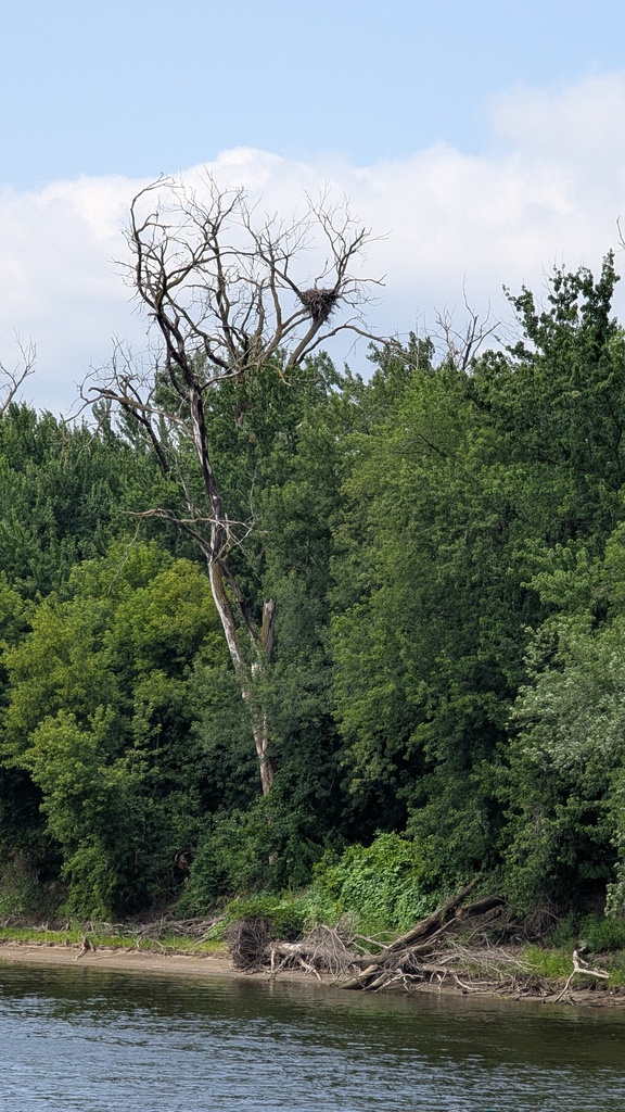 nest in tree