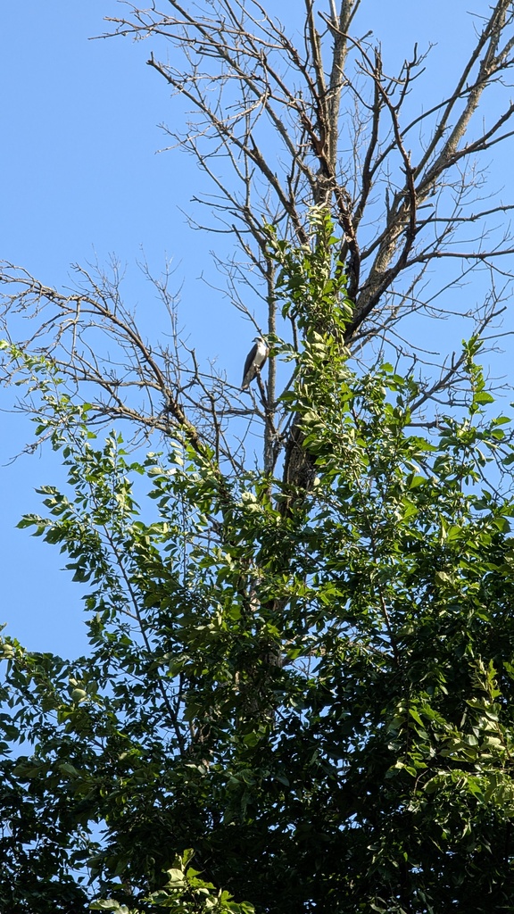 hawk in tree