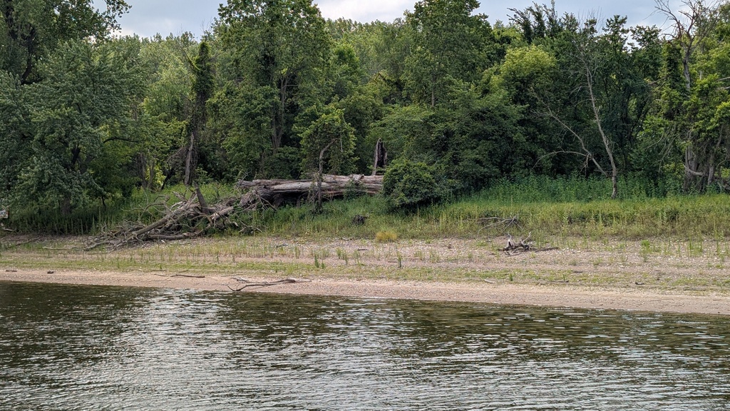 river with trees