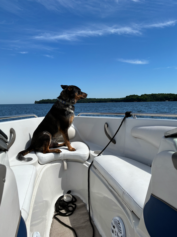 dog on boat