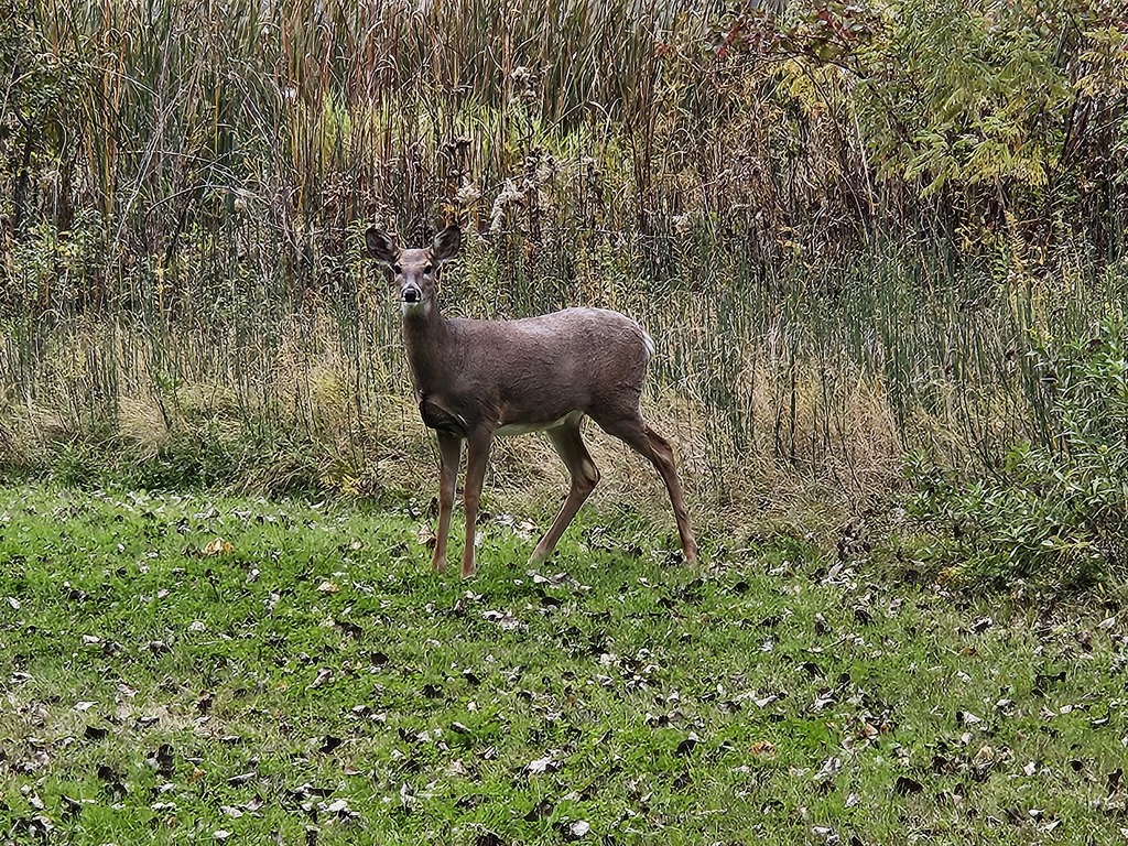 deer