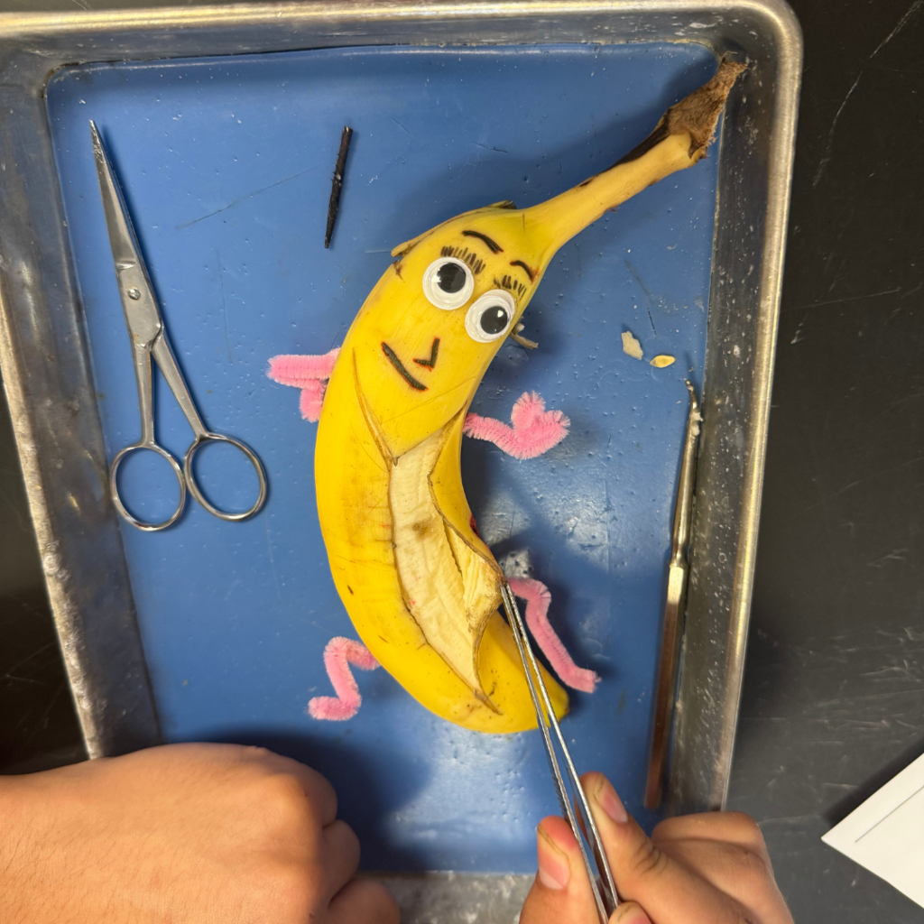 banana with eyes and pipe cleaner arms being dissected