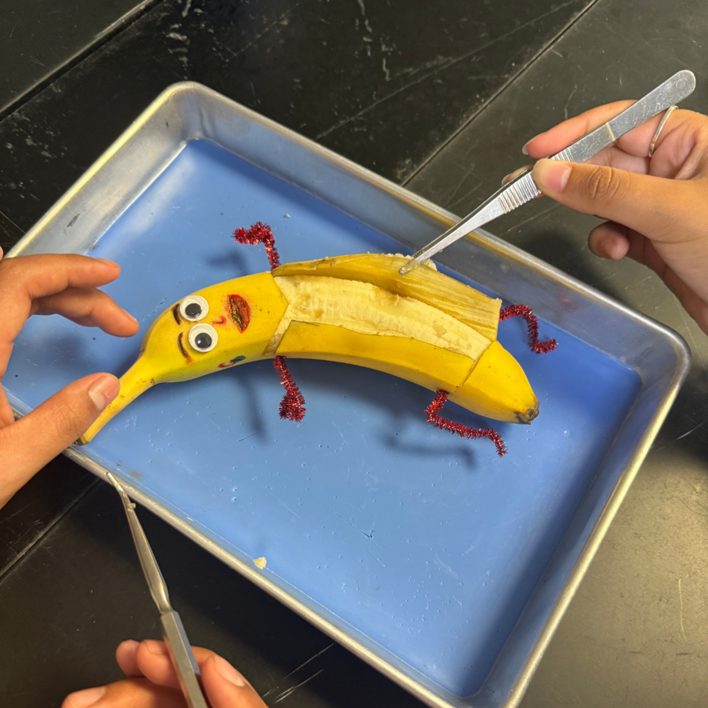 banana with eyes and pipe cleaner arms being dissected
