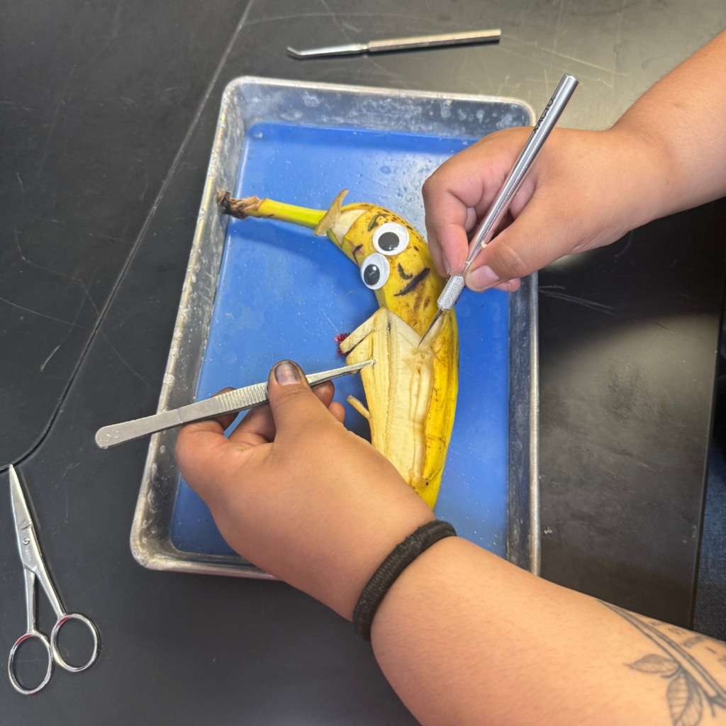 banana with eyes and pipe cleaner arms being dissected 