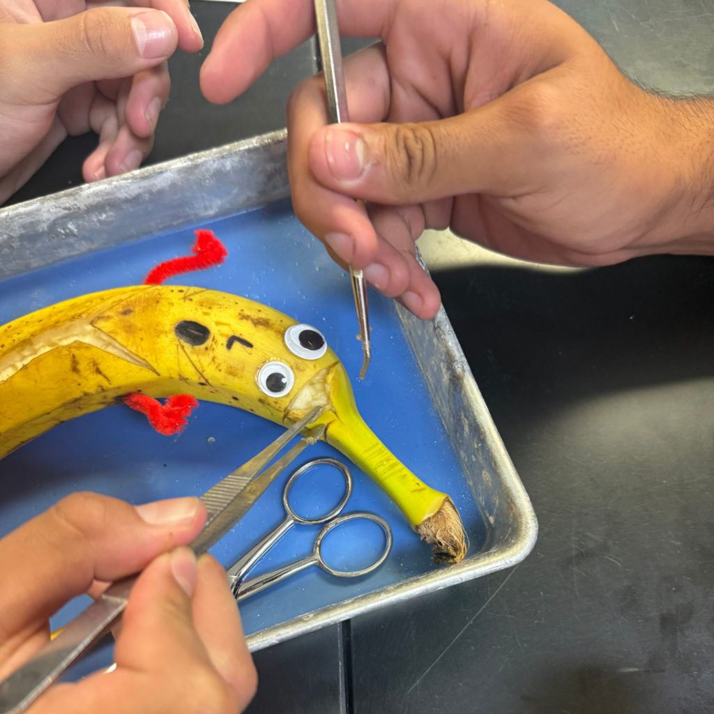 banana with eyes and pipe cleaner arms being dissected