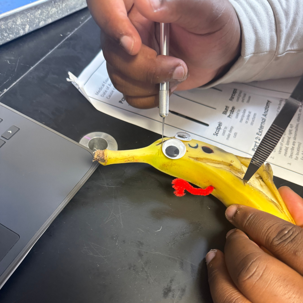 banana with eyes and pipe cleaner arms being dissected