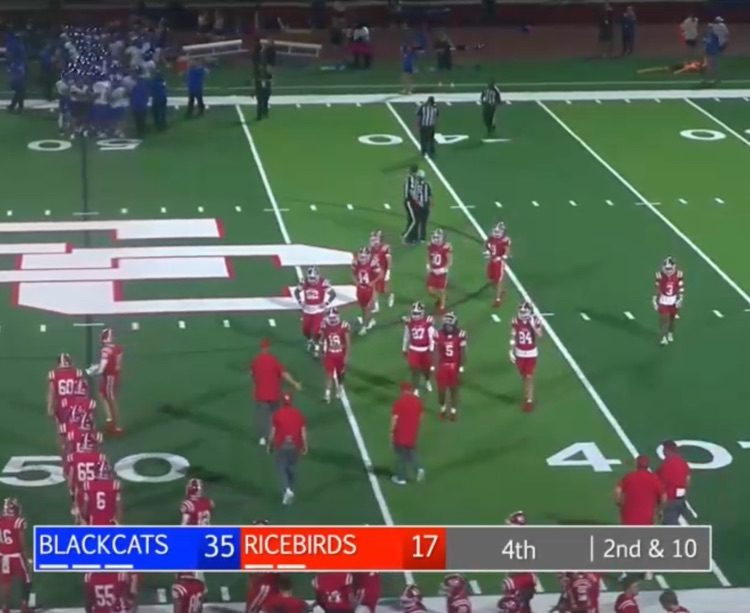 Black cats, 35 Ricebirds 17