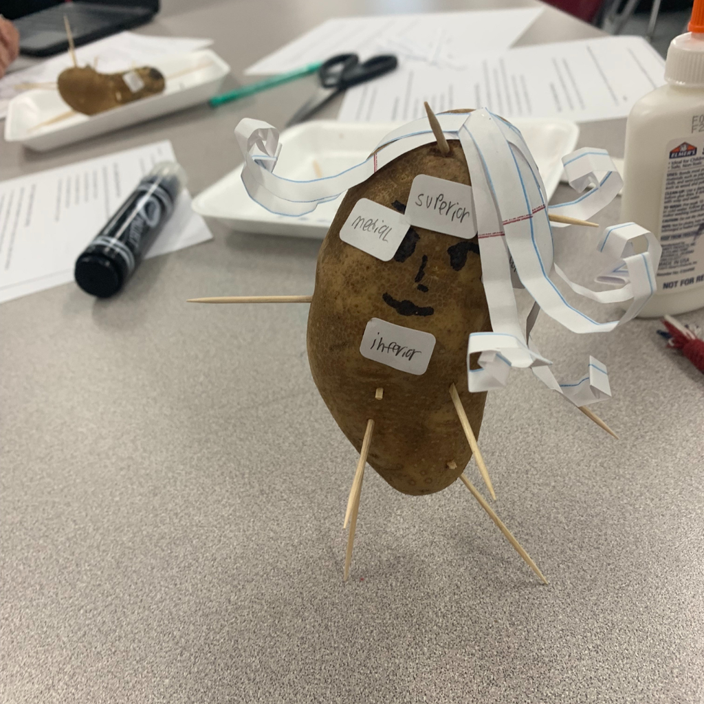 A potato decorated as a person with toothpicks for limbs and paper labels for anatomical terms like 'superior', 'medial', and 'inferior' during a health science lab