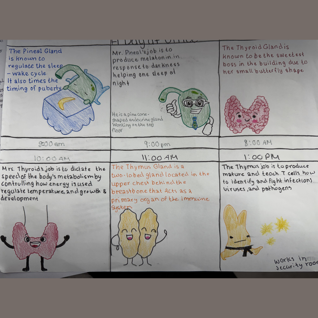A student's "Super Gland" project showing a 6-panel comic. Each panel features a personified gland—like the Pineal gland with a sleep mask and the Thymus gland as a security guard—alongside handwritten descriptions of their biological functions and "work schedules."