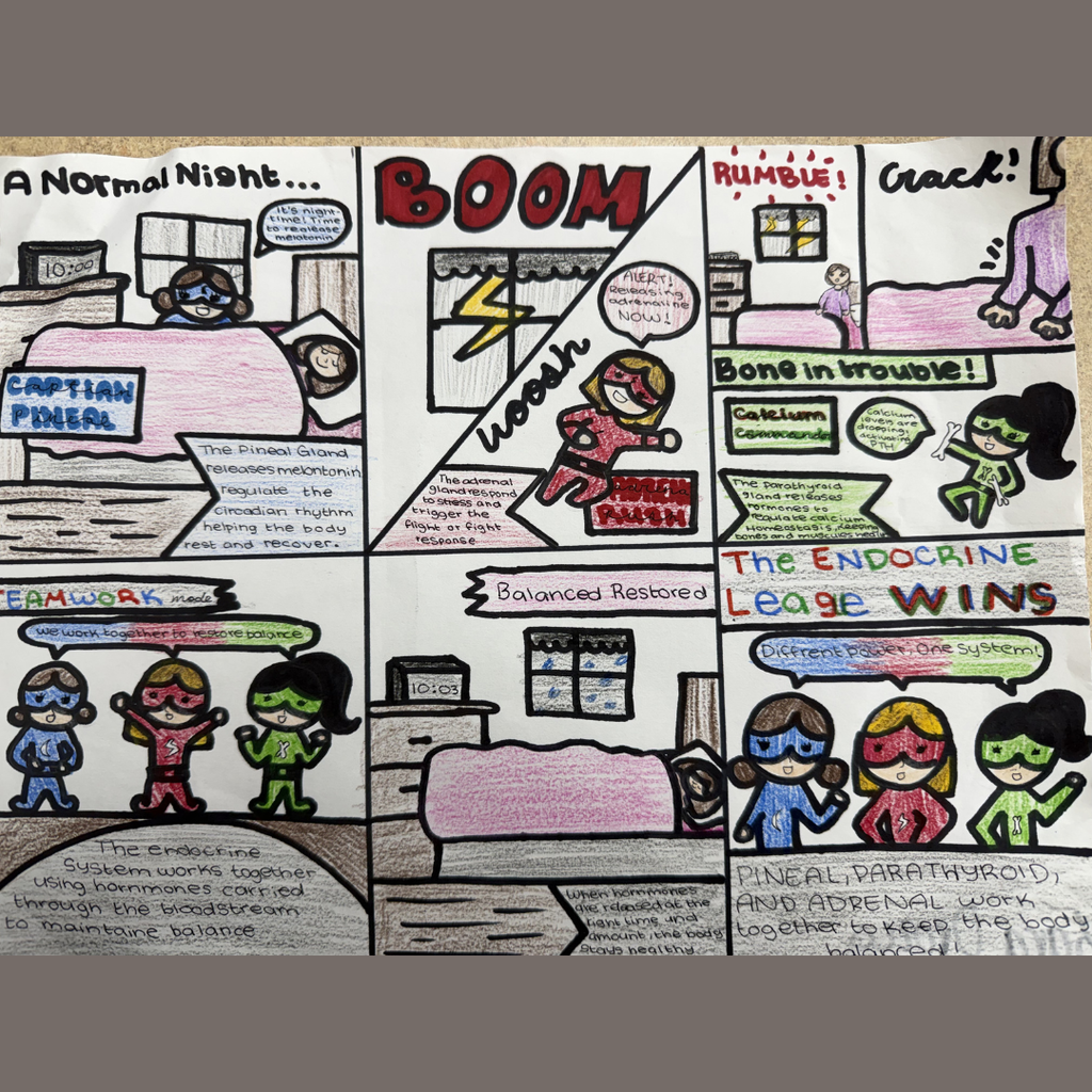 A student's comic strip using "Boom" and "Crack" action bubbles to show how glands respond to stress. It features "Captain Pineal" managing sleep and a hero representing the Adrenal gland responding to a "Bone in Trouble" alert to restore balance.
