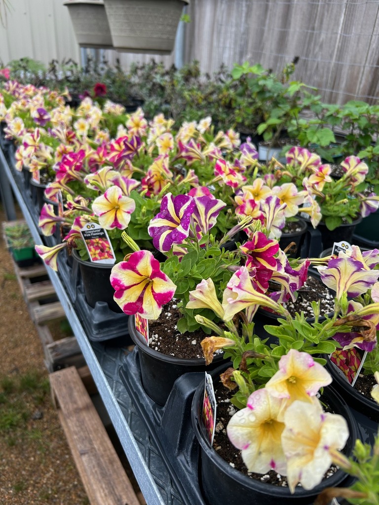 blooming flowers in crates