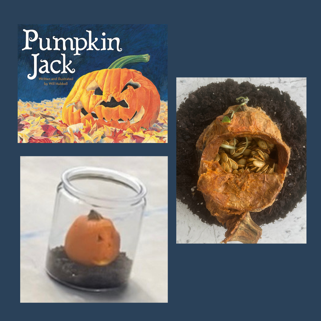 a collage of pictures including the book cover of "pumpkin jack", a wilted pumpkin in a glass container, and the wilted pumpkin open to show all the seeds inside