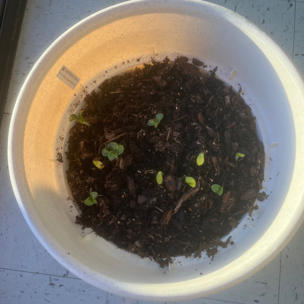 pot of dirt with small green sprouts