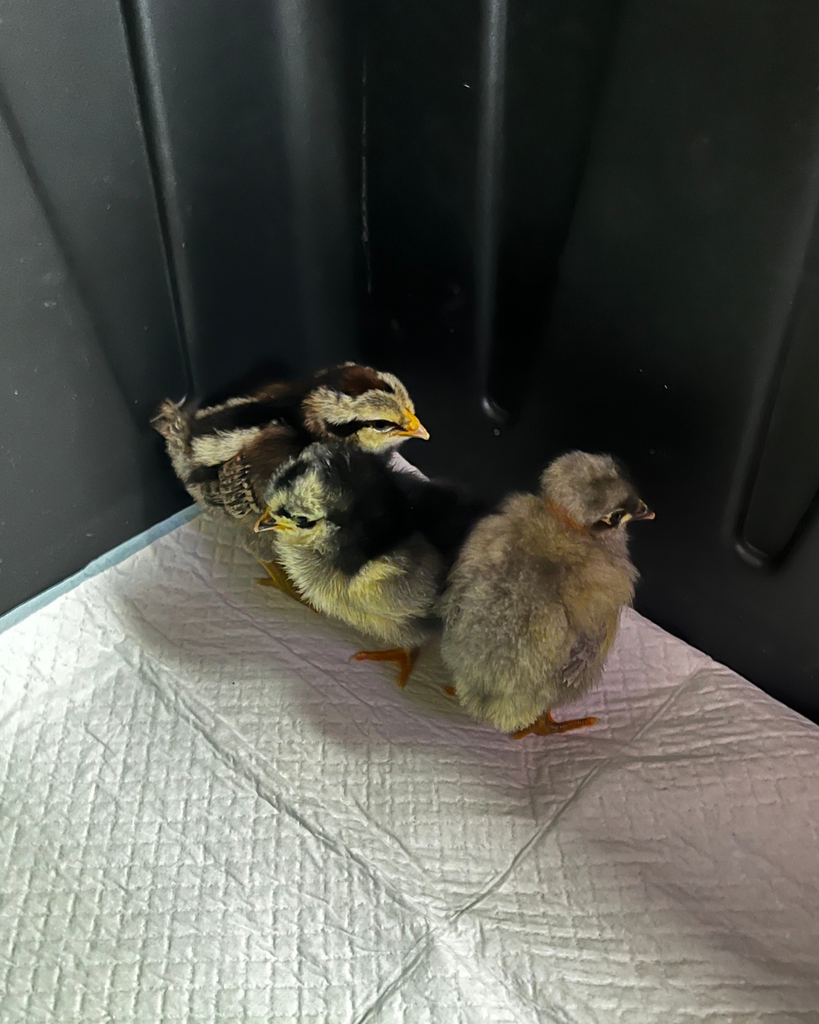 three small, fuzzy chicks standing together on a surface, showing the results of the school's hatching project.