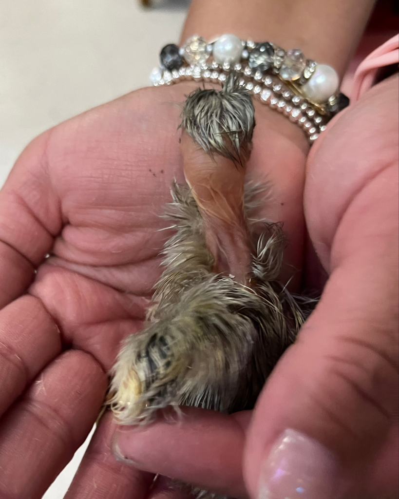 A close-up view of a person's hands gently cupping a small, fresh from the egg fuzzy chick