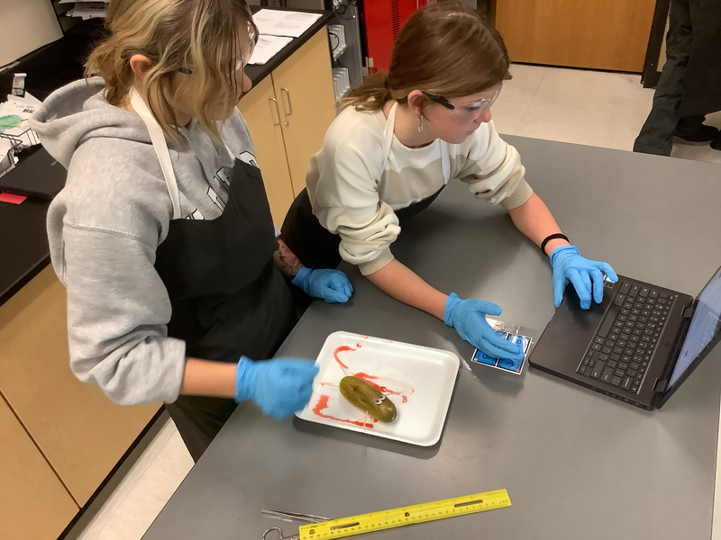 pickle autopsies